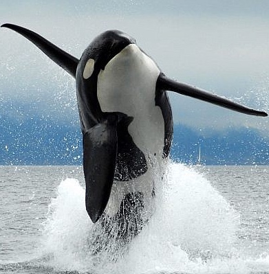 REALTalk - Call to Save the Orcas from Extinction