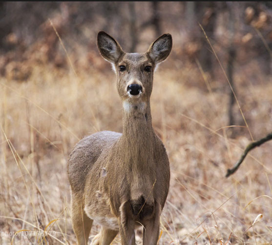 Dead Deer in the Middle of the Yard